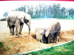 ������������� ����: P1110098.JPG