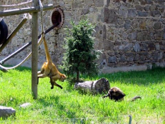 ������������� ����: Safari_de_Peaugres_07.jpg