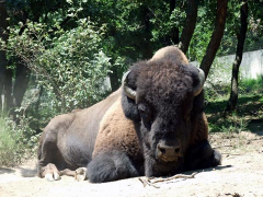 ������������� ����: peaugr16.jpg