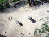 ������������� ����: peaugres-6.jpg