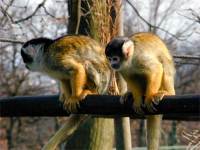 ������������� ����: rb32_thorrenc.jpg