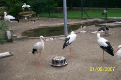 ������������� ����: 100_1185.JPG