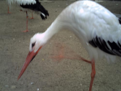 ������������� ����: CRIM0059.JPG