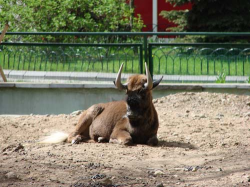 ������������� ����: zoo-7.jpg