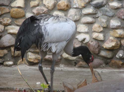 ������������� ����: zoo-9.jpg