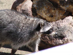 ������������� ����: zoo-13.jpg