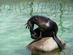 ������������� ����: zoo-14.jpg