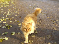 ������������� ����: ���-1.jpg