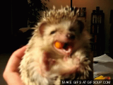  : hedgehog-eating-a-carrot_o_GIFSoupcom[1].gif