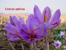 crocus-sativus.jpg, 139225 ����