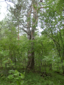 07260012.JPG, 438827 ����