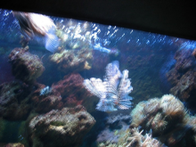 ������������� ����: IMG_0145.JPG