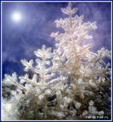 ������������� ����: peredrojdestv.jpg