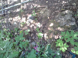  : 20140712_125008    - .jpg