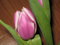  : IMG_0334.jpg