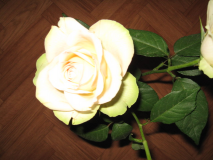  : IMG_0376.jpg