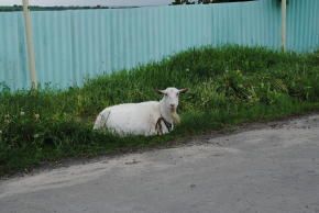  : DSC_5525.JPG