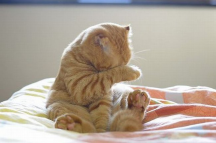 animals-photos-41.jpg, 39833 ����
