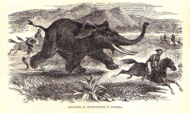  : 1893 .    . ABYSSINIA.jpg