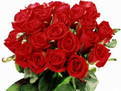  : roses_flowers_bouquet_red_elegant_white_background_36319_1920x1440.jpg.jpg