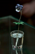 11.jpg, 70316 