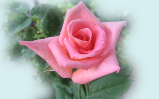 ������������� ����: pink_rose.jpg
