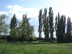 ������������� ����: CEMETARY-DSC09109[1].JPG