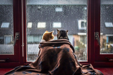 ������������� ����: 131.jpg