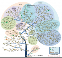  : SNP-N-TREE-FIN    N1.jpg