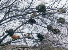  : Cats-bludnyi.jpg