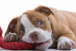  : depositphotos_2583273-stock-photo-puppy-boxer.jpg