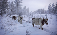  : oymyakon-the-coldest-city-in-the-world18.jpg