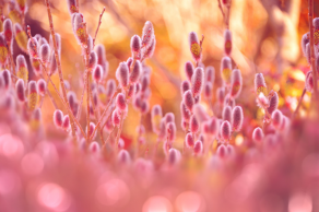 ������������� ����: 66.jpg