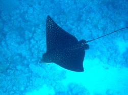 ������������� ����: IMG_0525.jpg