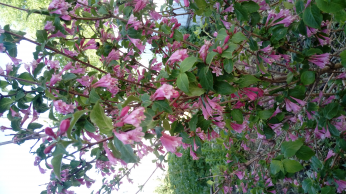 ������������� ����: 20180523_170944.jpg