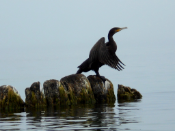 ������������� ����: ����� DSCN0397.JPG