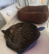  : gatos-ingratos7 (1).jpg