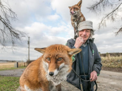 c26ebef31fe0a64b1f9b52a884b86d5c.jpg--patsy_gibbons_with_foxes_minnie_and_grainne__who_loves_to_travel_on_his_shoulders___photo__pat_moore_.jpg, 56585 