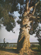  : tree.jpg