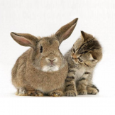  : cat-rabbit.jpg