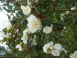  : DSCN0856.JPG