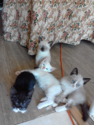 : IMG-20190623-WA0007.jpg
