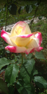  : IMG_20190607_101916.jpg