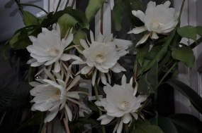 DSC_0347.JPG, 918240 