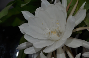 DSC_0379.JPG, 694770 