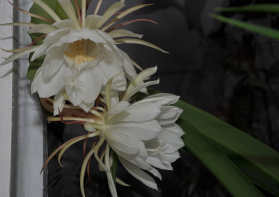 DSC_0414.JPG, 646807 