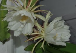 DSC_0419.JPG, 520793 