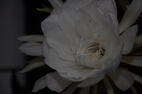 DSC_0442.JPG, 798778 