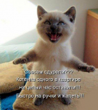  : kotiki-15.jpg