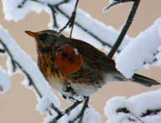 ������������� ����: 6.jpg